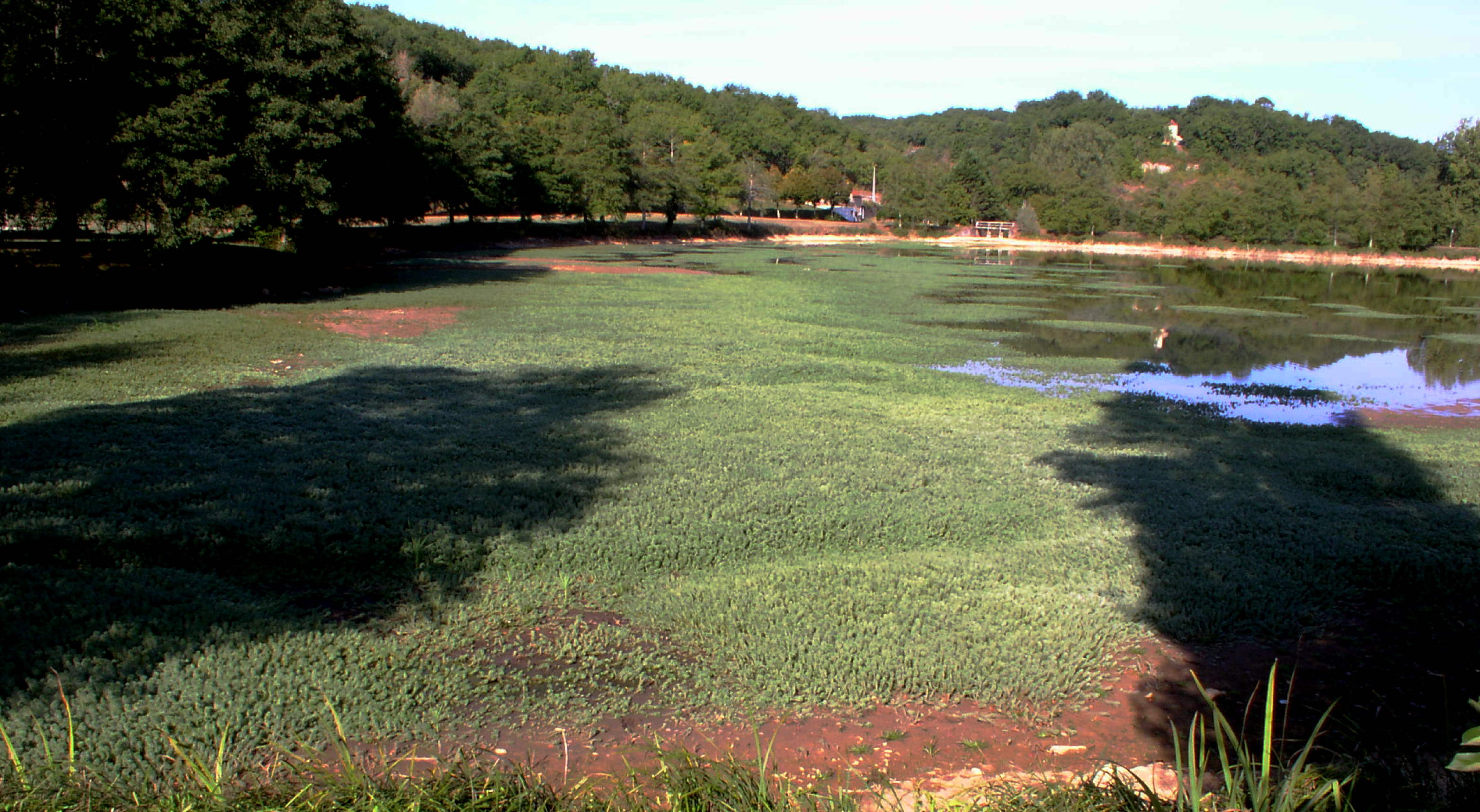 Plan d'eau de Dgagnac envahi par le myriophyllum brasiliense