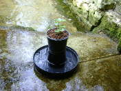 Jeune plant de wasabi protg des mollusques par une coupelle d'eau