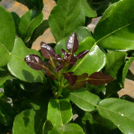 Jeunes feuilles de combava Citrus histryx