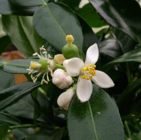 Fleurs fcondes et jeunes fruits du combava  Citrus histryx