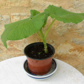 Votre plant de hoja santa (poivrier du Mexique)  apprciera une coupelle d'eau