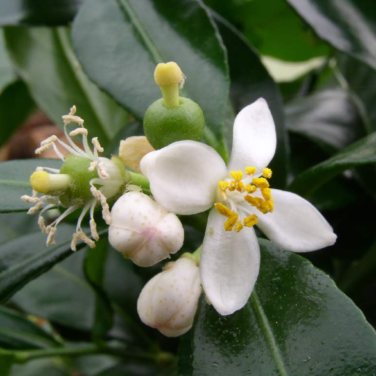 Fleurs fcondes et jeunes fruits du combava Citrus histryx