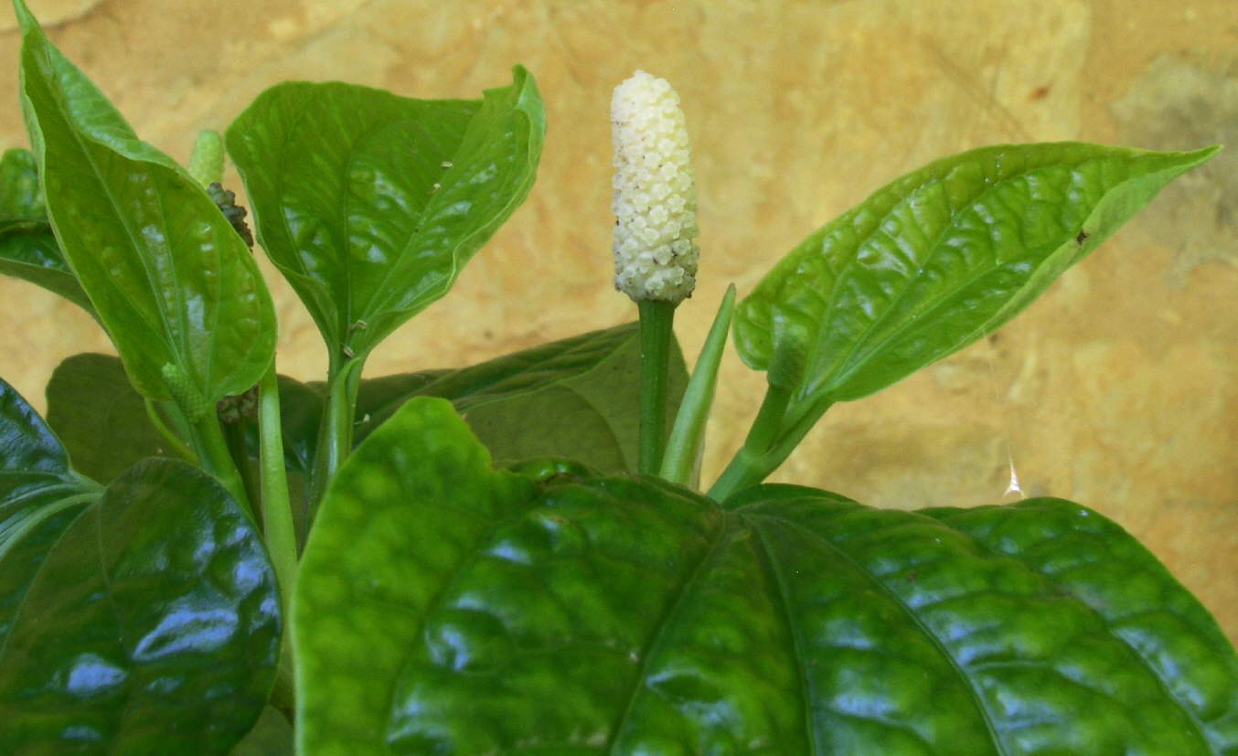 Fleurs du poivrier vietnamien L-Lt piper sarmentosum