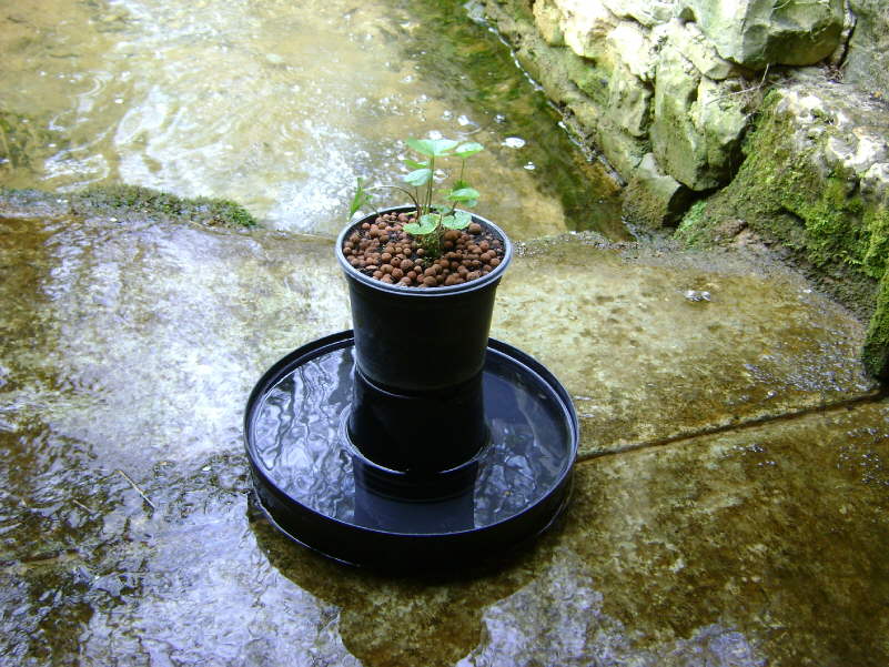 Jeune plant de wasabi protg des mollusques par une coupelle d'eau